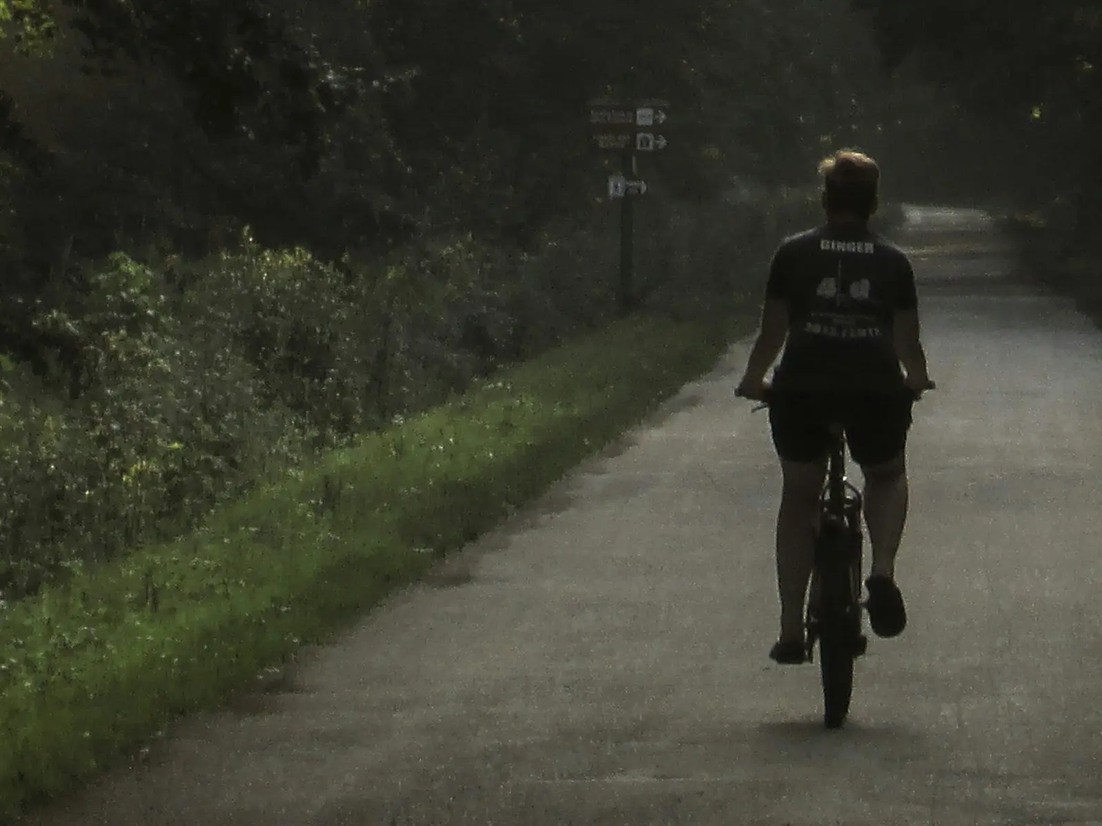 A cyclist riding down a peaceful tree-lined road, surrounded by greenery, in the soft light of dawn or dusk.